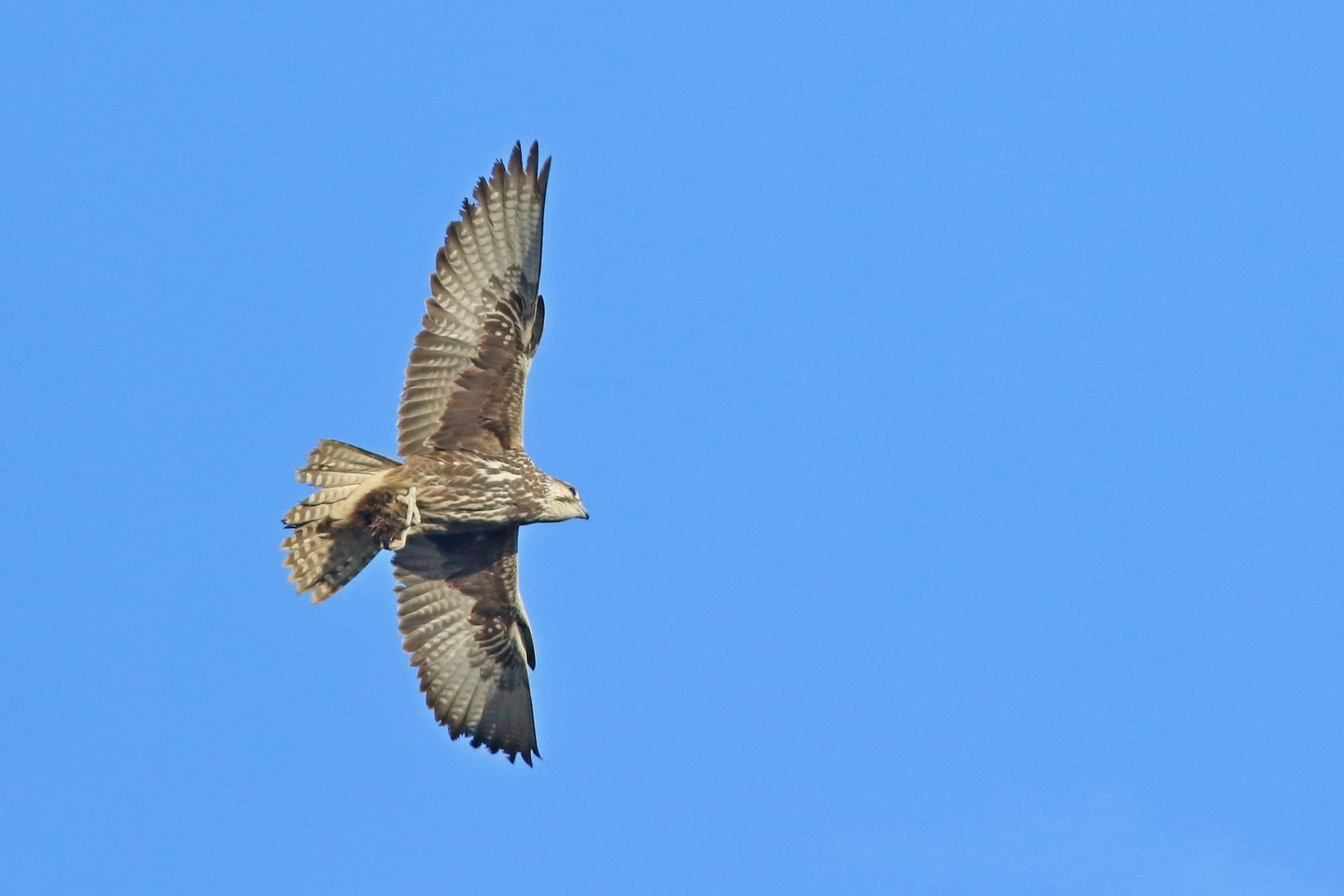 Falco sacro ( Falco cherrug ) e preda da identificare